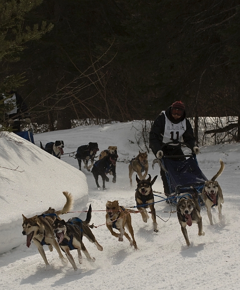 2009-03-14, Competition de traineaux a chiens au Bec-scie (114356).jpg - À l'arrivée